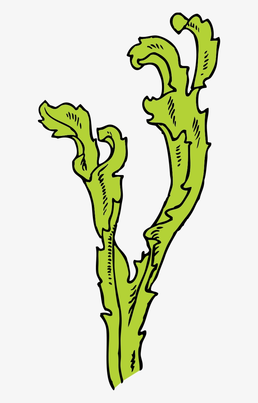 Png Transparent Library Printable Free On Dumielauxepices - Seaweed Clip Art, transparent png download
