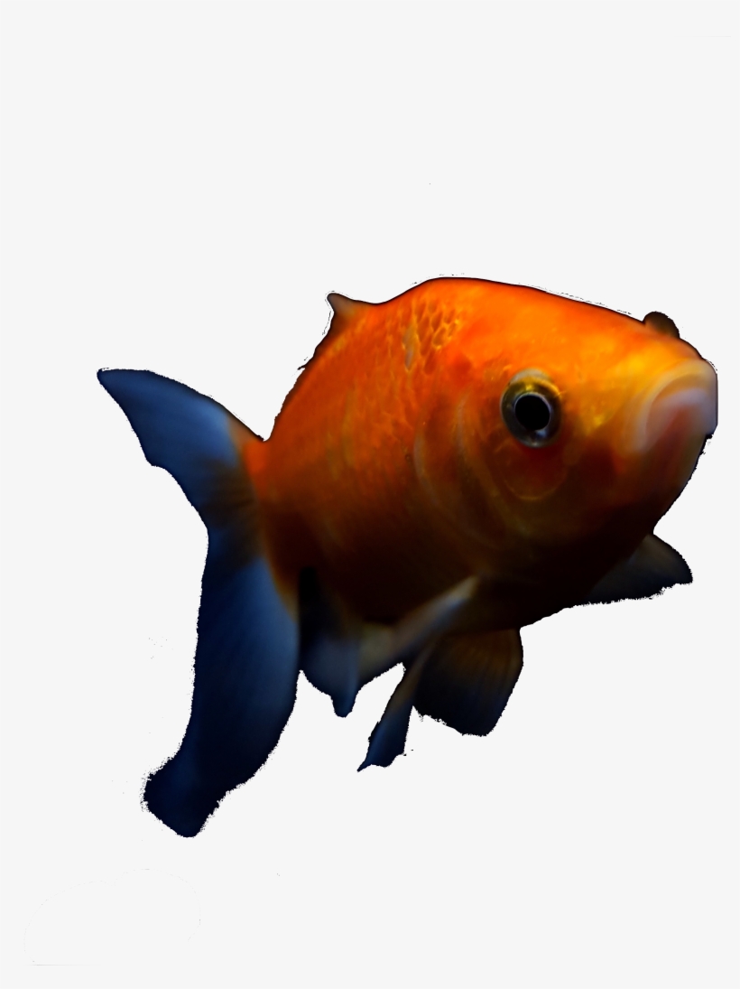 Goldfish 2 - Goldfish, transparent png download