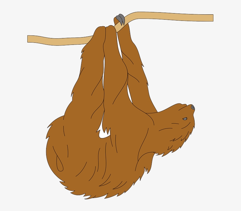 Tree, Branch, Animal, Hanging, Fur, Sloth - Clip Art, transparent png download