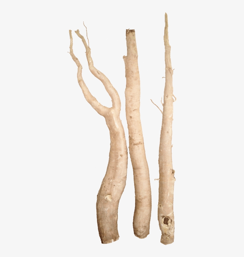 At Rainforest Herbs We Have 20 Years Experience In - Tongkat Ali Root Png, transparent png download