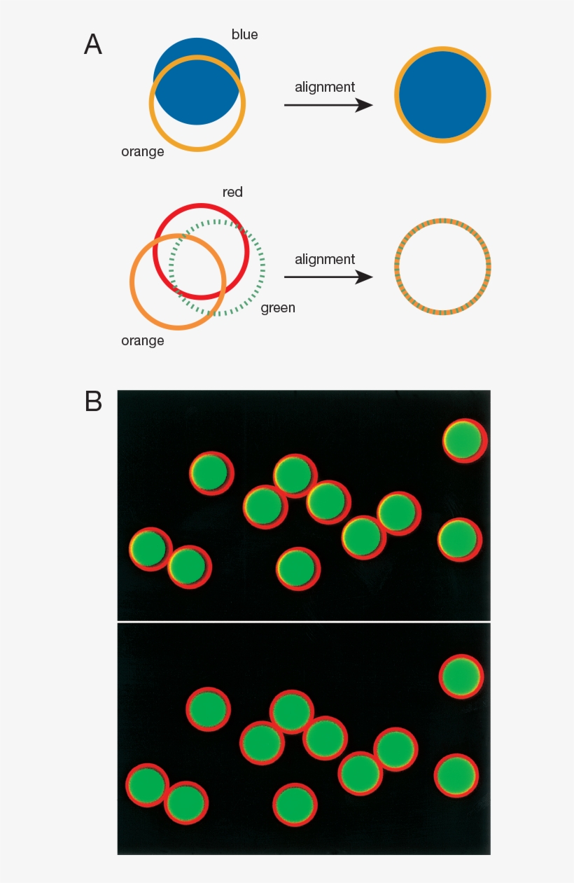 Focalcheck Microspheres For Confocal Laser-scanning - Circle, transparent png download