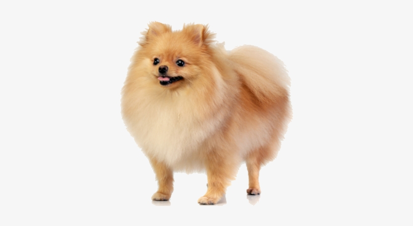Pomeranians Are Small, Lively Dogs That Are Well-suited - Pomeranian Png, transparent png download