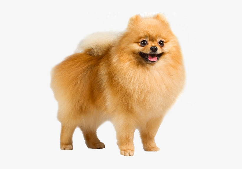 Pomeranian - German Shepherd Pomeranian Dog, transparent png download
