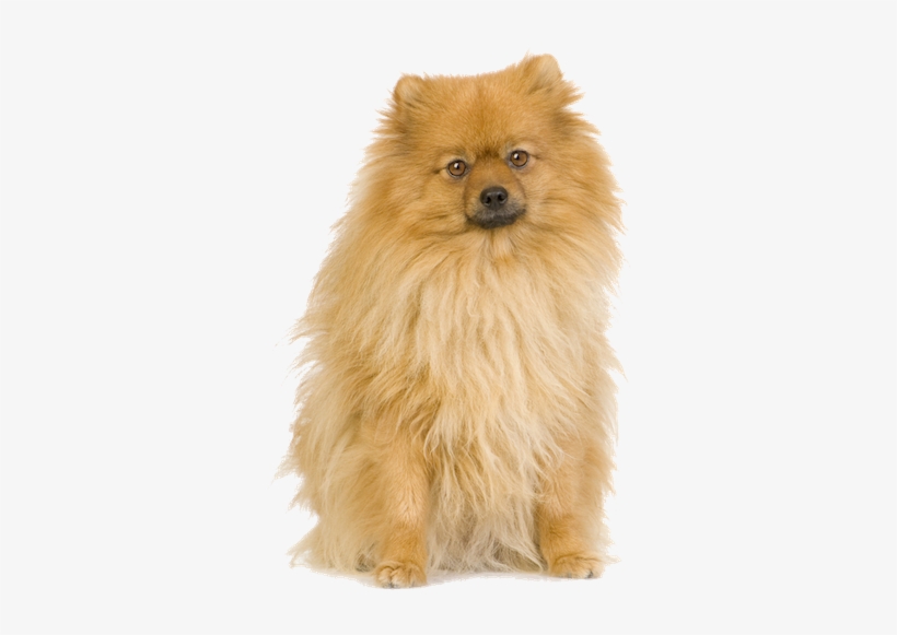Why Choose A Pomeranian To Be The Star Of Your Ecard - Spitz, transparent png download