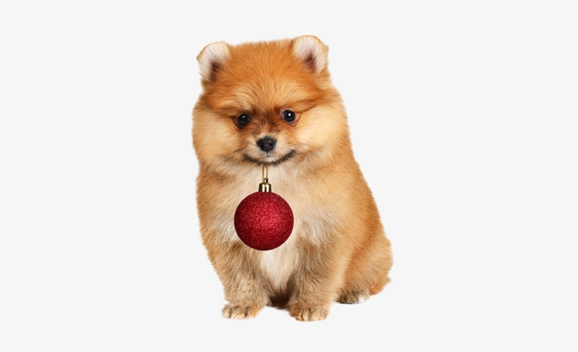 Pomeranian Help Nail Art - Pomeranian Notebook & Journal. Productivity Work, transparent png download