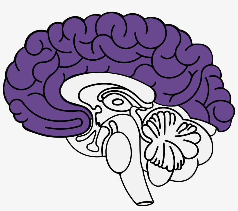 Frontal Lobe - Ansiedad Cerebro, transparent png download