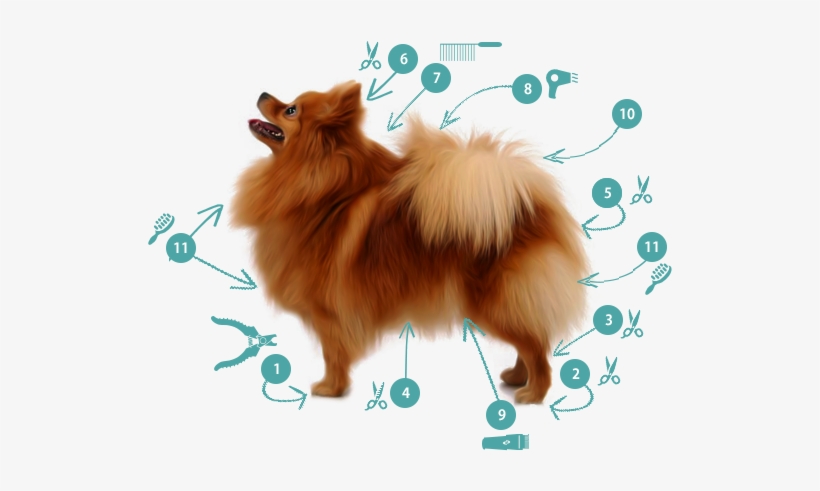 Trim Nails And Grind As Short As Possible - Dog, transparent png download