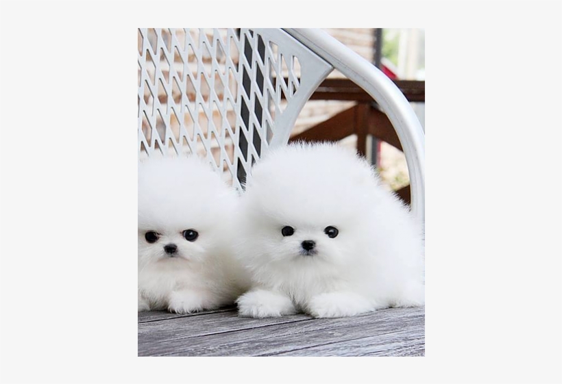 Loving And Playful Pomeranian Puppies 260-0281 - Puppy Dogs In Pakistan, transparent png download