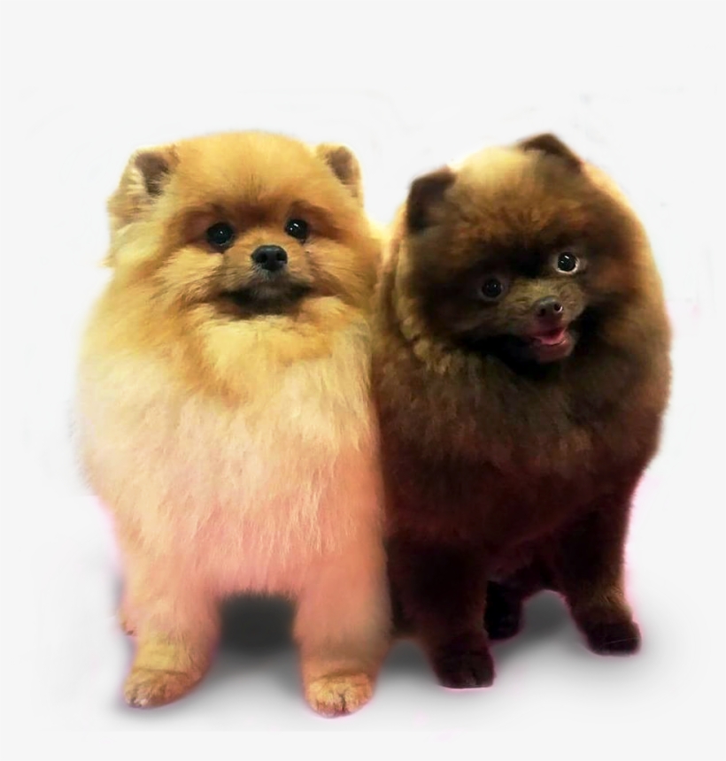 About Pomeranian - Pomeranian, transparent png download
