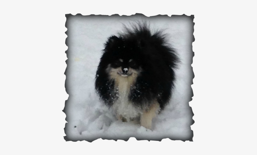 Edward Is A Gorgeous, Parti Factored, Black Merle Pomeranian - Signs And Symptoms Of Adhd, transparent png download
