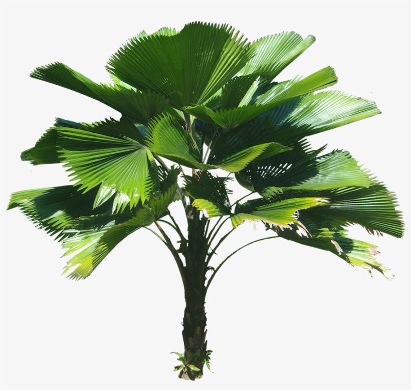 Monday, January 18, - Licuala Grandis Palm Png, transparent png download
