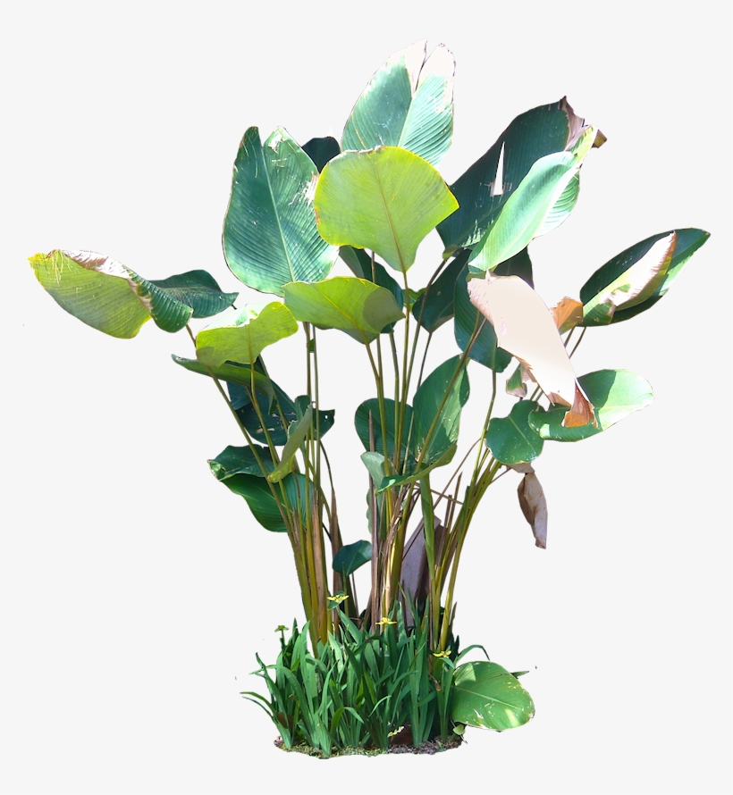 Calathea Lutea - Calathea Lutea Png, transparent png download