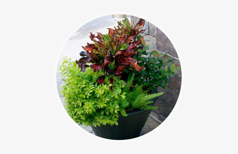 Exterior Plant Color Bowls - Florida, transparent png download