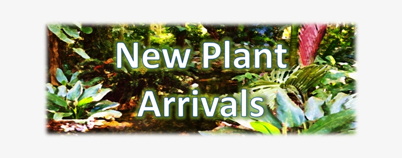New Plant Arrival Banner New - Tree, transparent png download