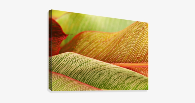 Indonesia, Bali, Close-up Of Tropical Plants, Leaves - Posterazzi Indonesia Bali Close-up Of Tropical Plants, transparent png download