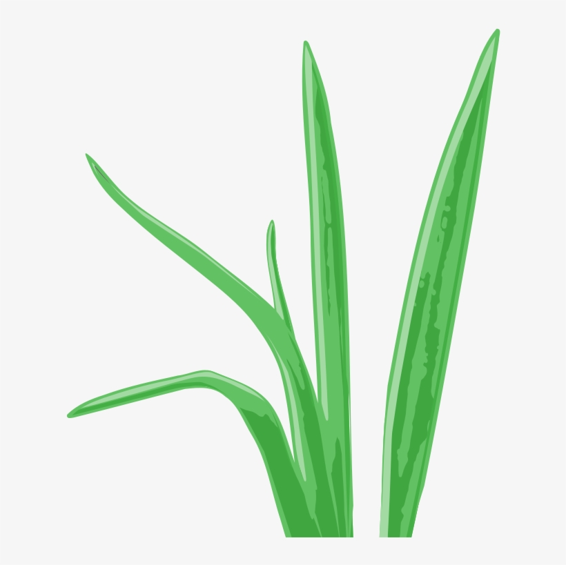 Graphic Transparent Library Aquarium Plants Frameswall - Aquarium, transparent png download