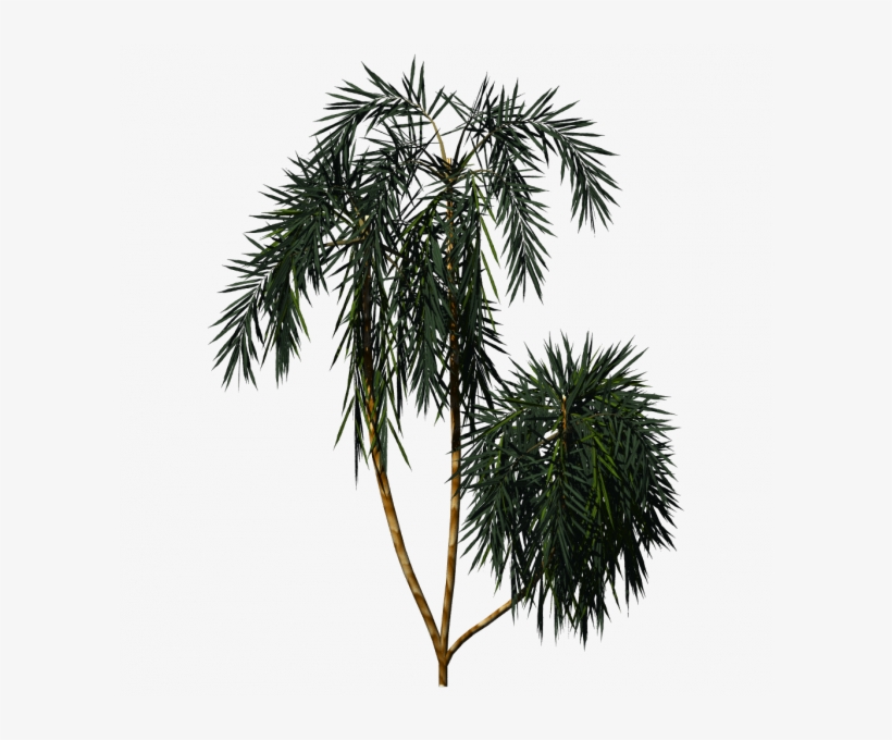 Cc By Tuxfamily - Palm Tree Texture Png, transparent png download