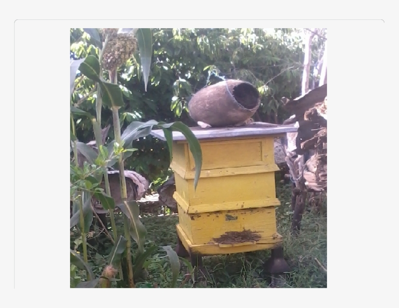 Types And Placement Of Beehive - Lymnaeidae, transparent png download