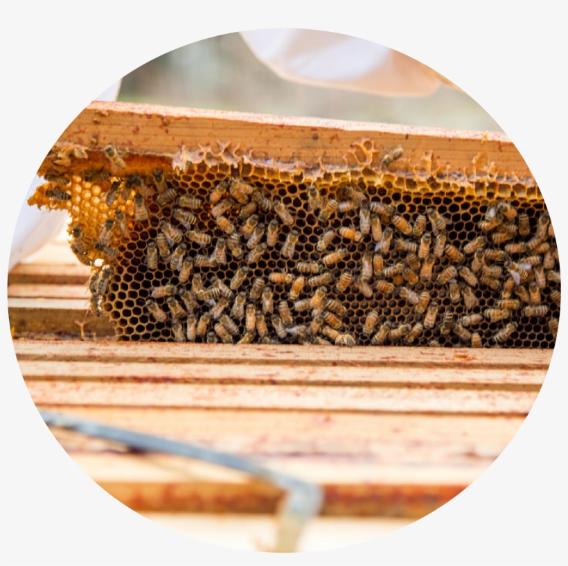Bees Transparent Swag - Bee Built, transparent png download