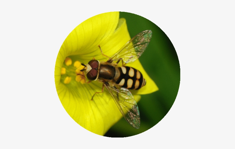 Removal Bangalore Honey Bee - Bees And Wasps, transparent png download