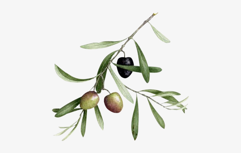 Olivo Dibujo Botanico, transparent png download