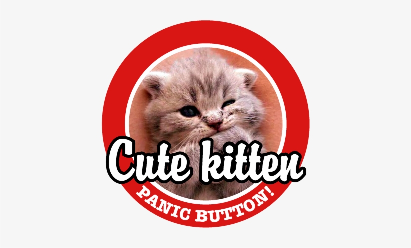 At Any Rate, As A Compromise, Whenever We Think The - Kitten, transparent png download