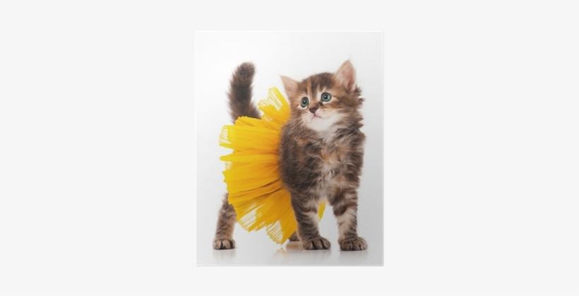 Fluffy Cat In Costume, transparent png download