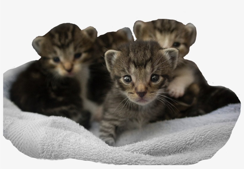 Report Abuse - De Gato Montes Recien Nacido, transparent png download