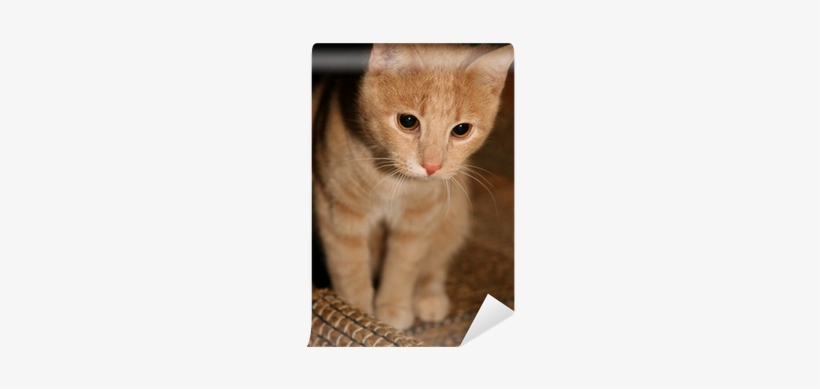 Cat, transparent png download