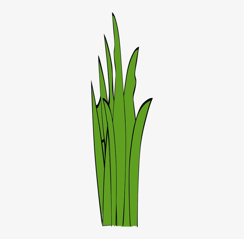 Weed Clipart Long Grass - Ot Çizimi, transparent png download