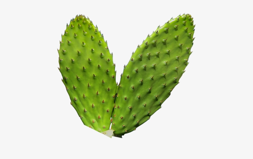 Enjoy The Sweet Life - Thorns, Spines, And Prickles, transparent png download