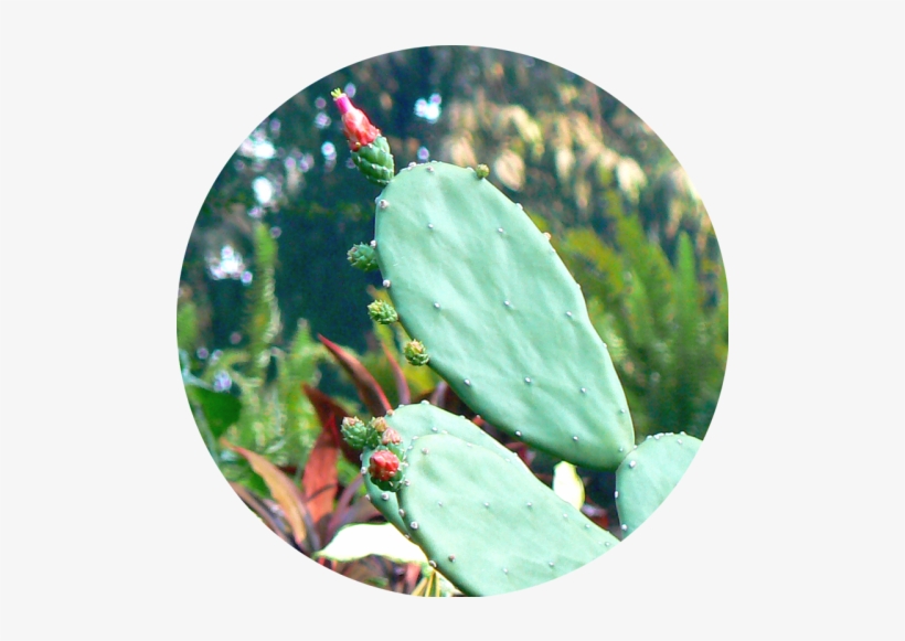Nopales - Nopal, transparent png download