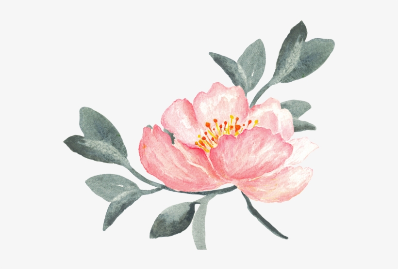 Peony Clipart Swag - วาด ดอกไม้ Png, transparent png download