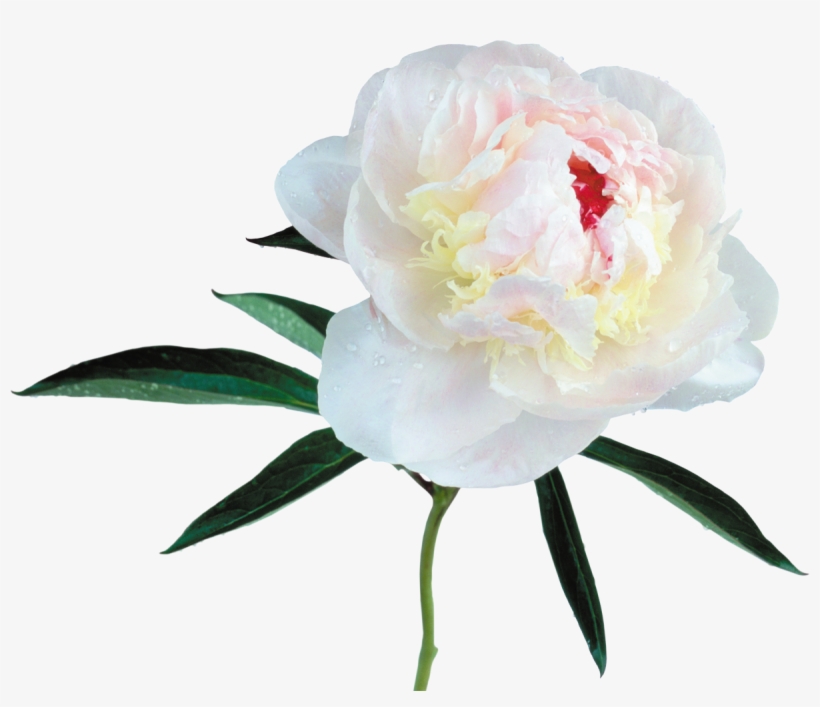 White Peony Flower Png, transparent png download