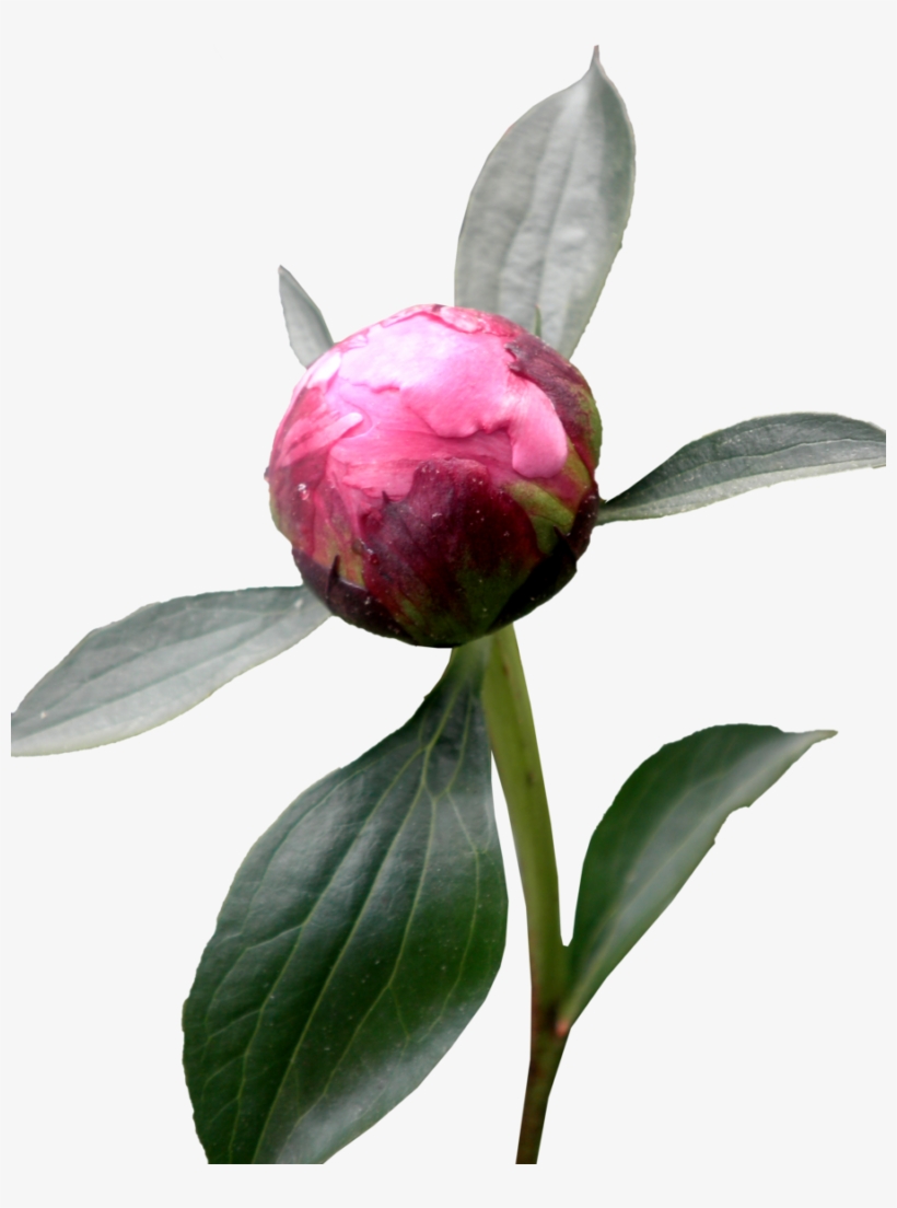 Download Amazing High-quality Latest Png Images Transparent - Peony Roses With Transparent Background, transparent png download