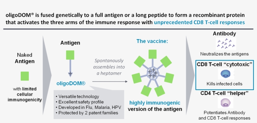 Applied In Flu, Oligodom® Could Bring A Paradigm Shift - Diagram, transparent png download