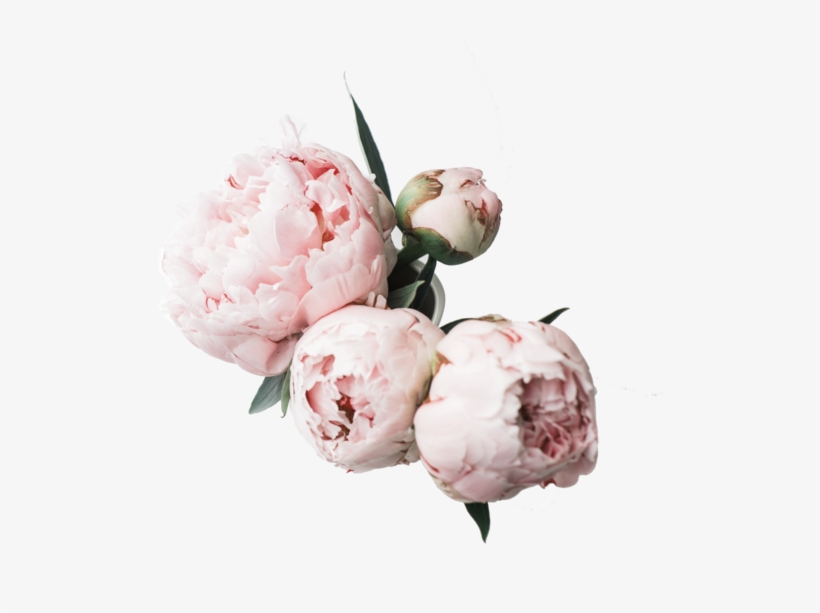 Peony - Peony Desktop, transparent png download