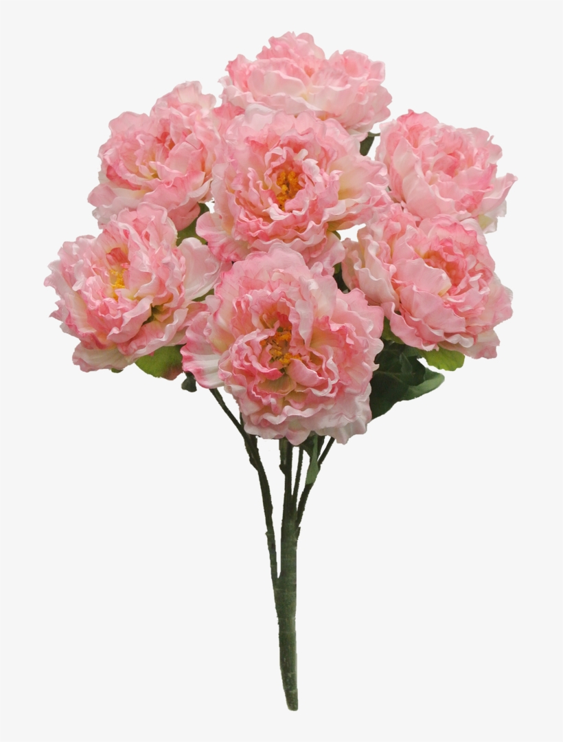 Pink Peony Bush X7 Sale Item - Paeoniaceae, transparent png download