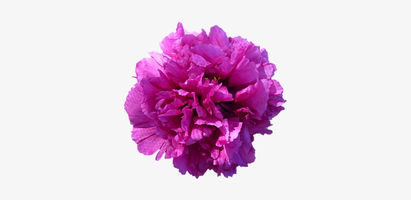 Flower Blossom Bloom Peony Red Isolated Tr - Peony With Transparent Background, transparent png download