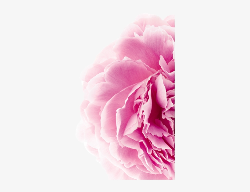 We Choose Peony For Its Paeoniflorine, An Anti Irritating, - Scalp, transparent png download