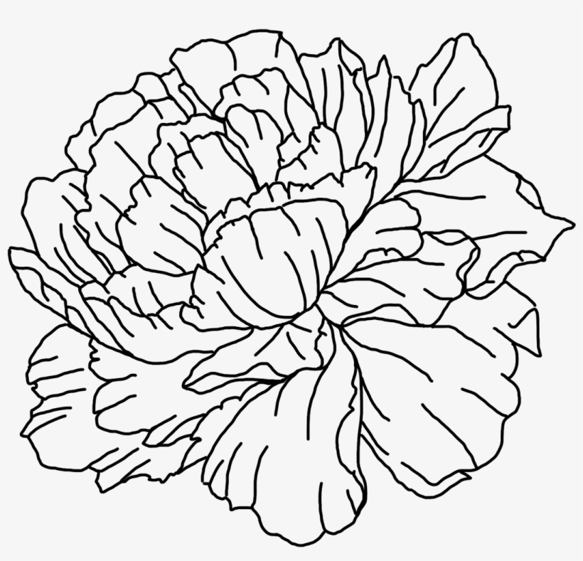 Peonies On Behance Clip Transparent Stock - Stock, transparent png download