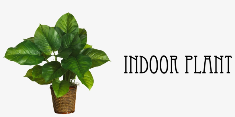 6 - Large Leaf Philodendron, transparent png download