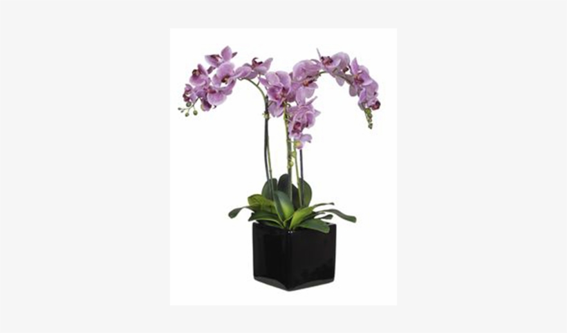 Containers - Orchids, transparent png download