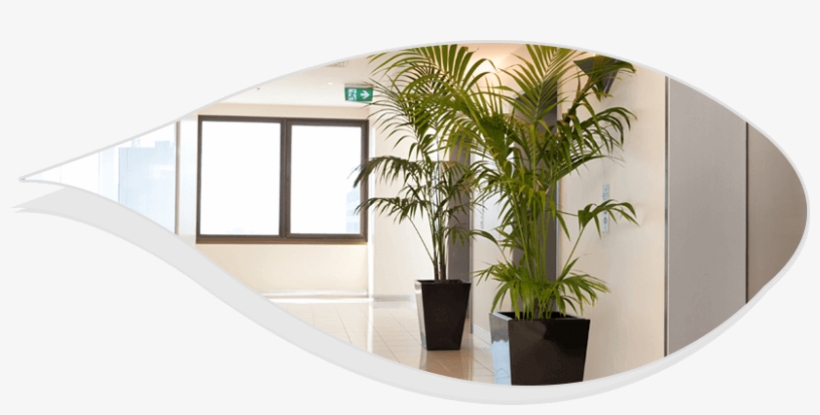 Best Indoor Plants For Office, transparent png download