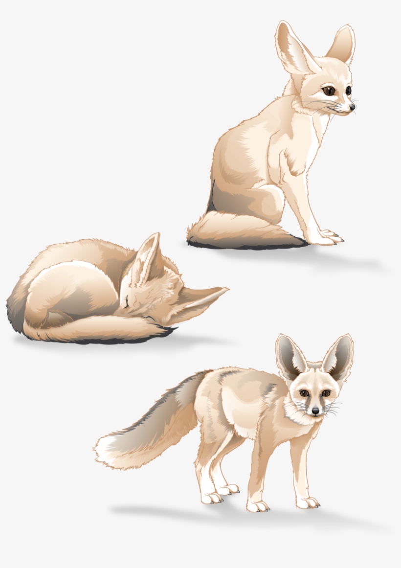 Fennec Fox Study - Fennec Fox, transparent png download