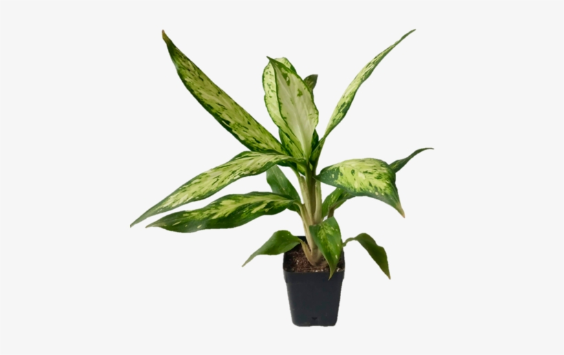 Dieffenbachia 'leopard Lily' Indoor Plant - Dumb Canes, transparent png download