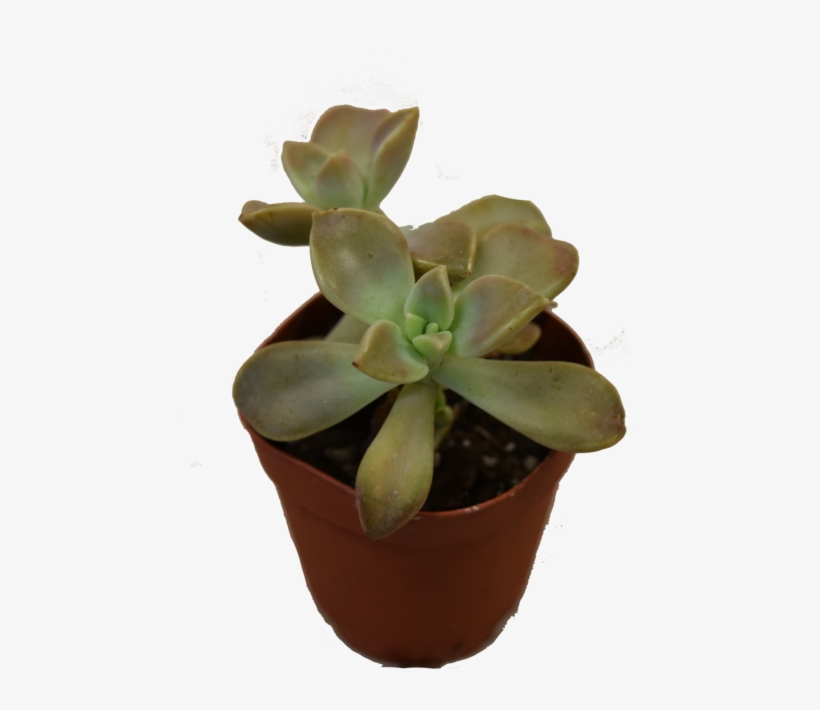 Mini Succulent, transparent png download