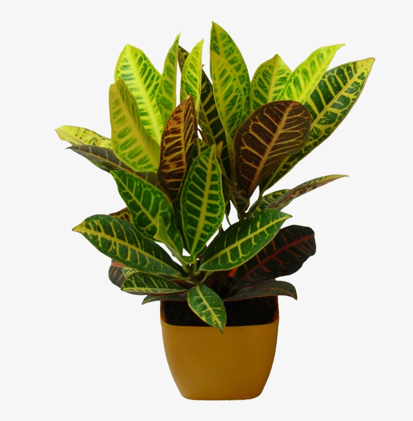 Indoor Plants - Plant Nursery Png, transparent png download