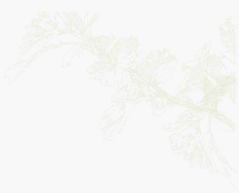 Foxtail Lily, transparent png download