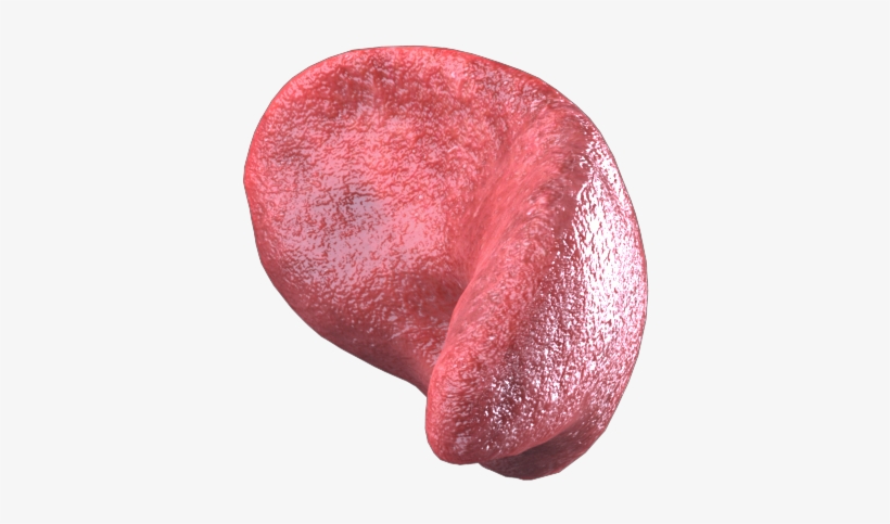 Guts 360 Pancreas Solo 299-copy - Adirondack Blue Potato, transparent png download